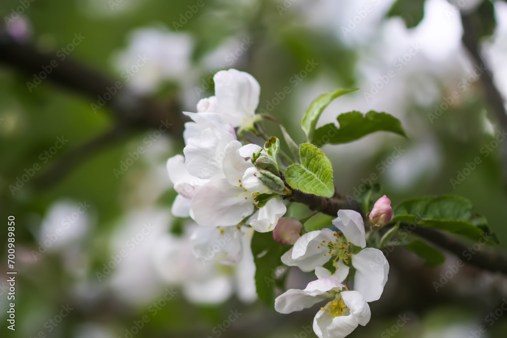 Apple trees in full bloom. Apple trees in full bloom.