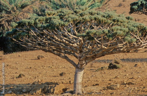 Euphorbia arbuscula photo