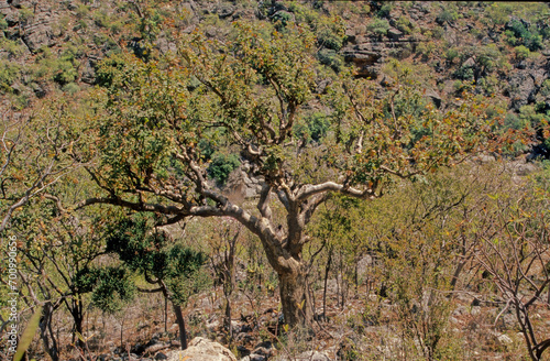 Commiphora myrrha