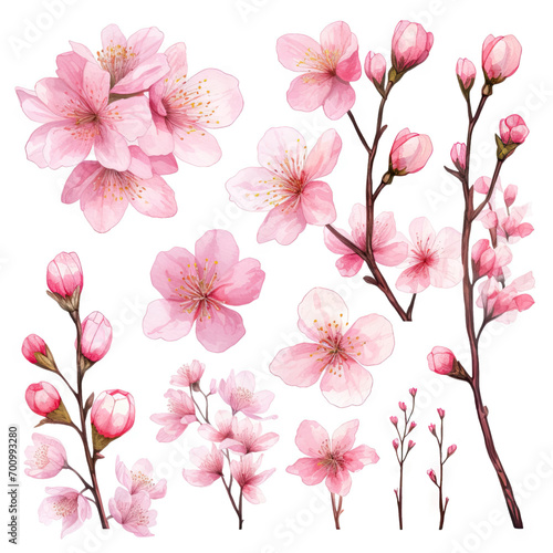 Vector collection of cherry blossoms