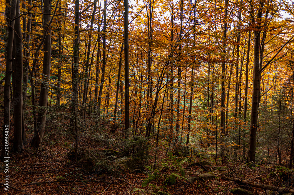Autumn forest, Beskid Sądecki, Lesser Poland, EU, Jesienny las, Beskid Sądecki, Małopolska, EU Autumn forest, Beskid Sądecki, Lesser Poland, EU, Jesienny las, Beskid Sądecki, Małopolska, EU
