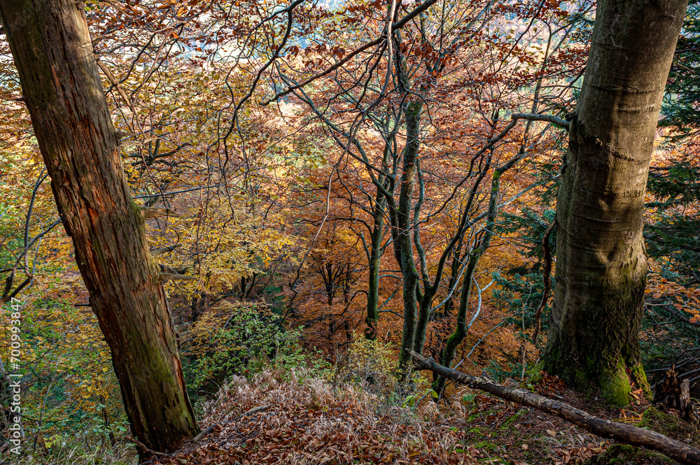 Naklejka premium Autumn forest, Beskid Sądecki, Lesser Poland, EU, Jesienny las, Beskid Sądecki, Małopolska, EU