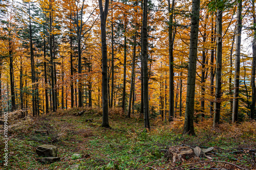Autumn forest  Beskid S  decki  Lesser Poland  EU  Jesienny las  Beskid S  decki  Ma  opolska  EU