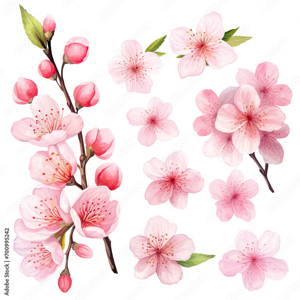 Vector collection of cherry blossoms