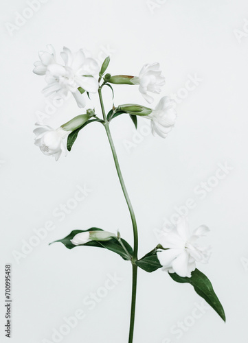 wonderful white flower