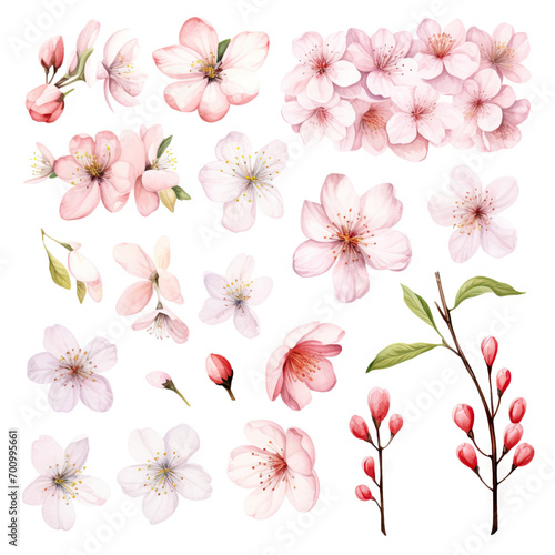 Vector collection of cherry blossoms