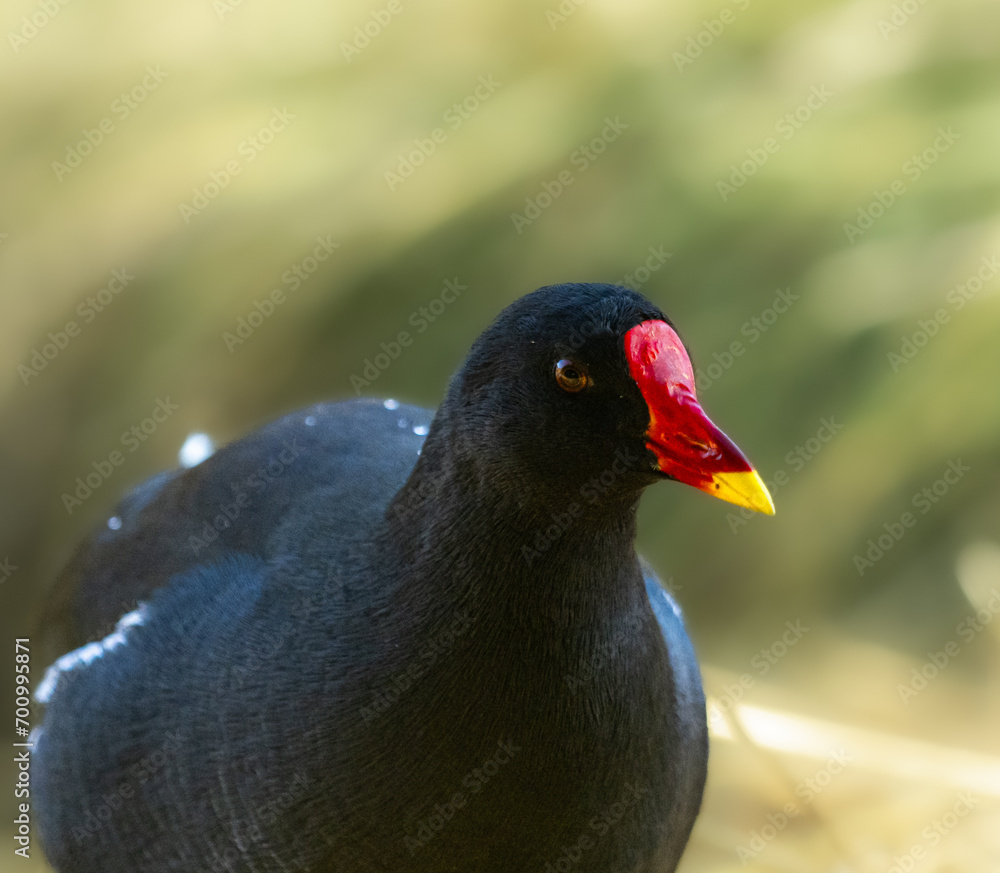 poule d'eau en gros plan avec bec rouge et jaune, oeil brillant, et plumage noir sur fond vert flouté poule d'eau en gros plan avec bec rouge et jaune, oeil brillant, et plumage noir sur fond vert flouté