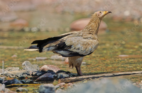 Egyptian vulture