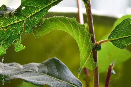 Eyed hawk moth caterpillar (Smerinthus ocellata) feeding on sallow leaves (Salix caprea)  photo