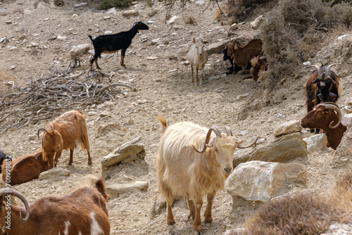 View of various goats on the island of Ios Greece photo