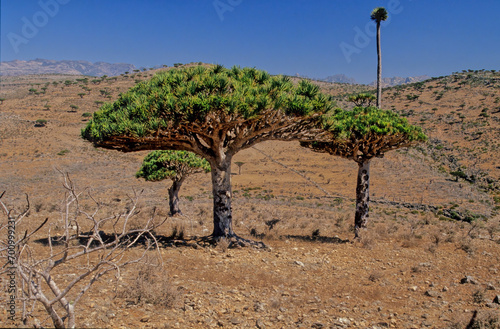 Dracaena cinnabari photo