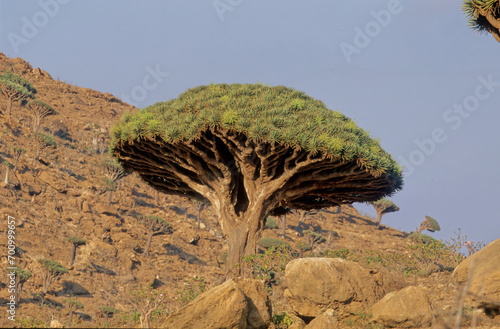 Dracaena cinnabari photo