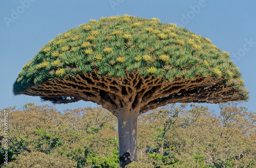 Dracaena cinnabari photo