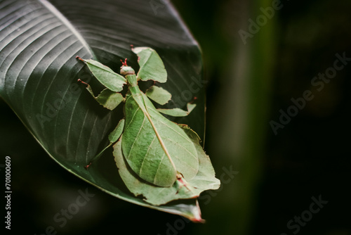 Phyllium pulchrifolium grasshopper on leaf photo