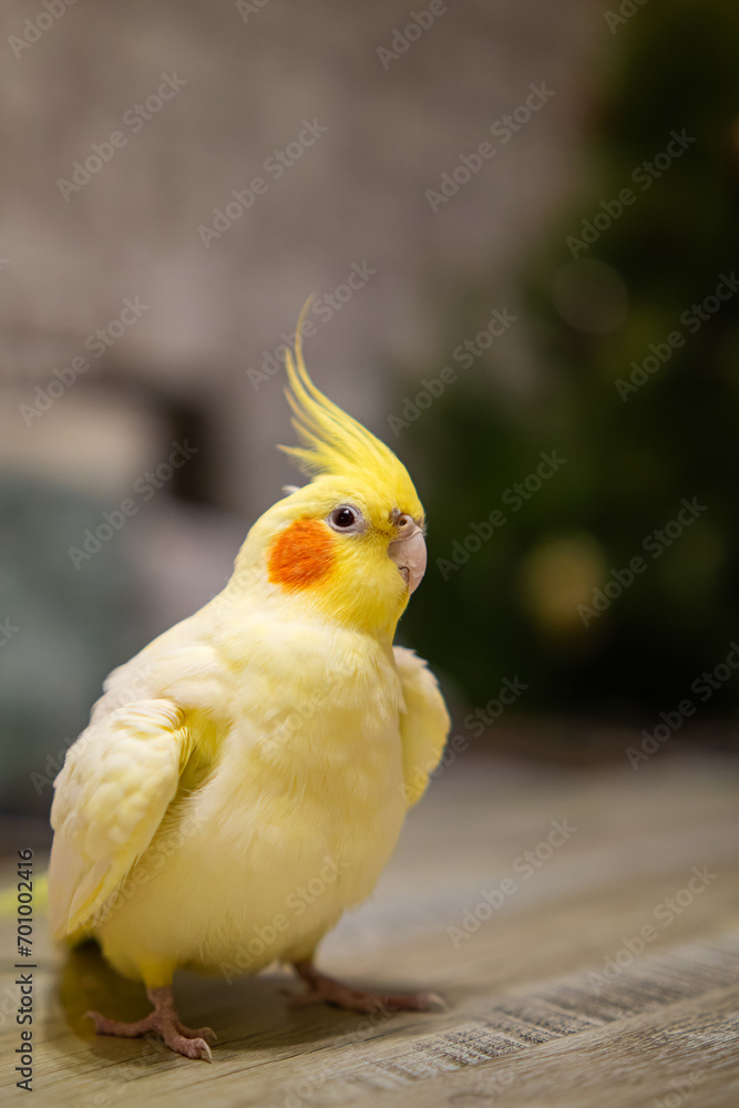 Fototapeta premium Beautiful photo of a bird.Funny parrot.Cockatiel parrot. Home pet yellow bird.Beautiful feathers.Cute cockatiel.Home pet parrot.A bird with a crest.Natural color.Birdie.The parrot looks in the mirror.