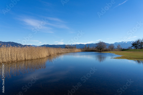 reeds and trees with reflection in the calm water of lake constance in autumn or winter