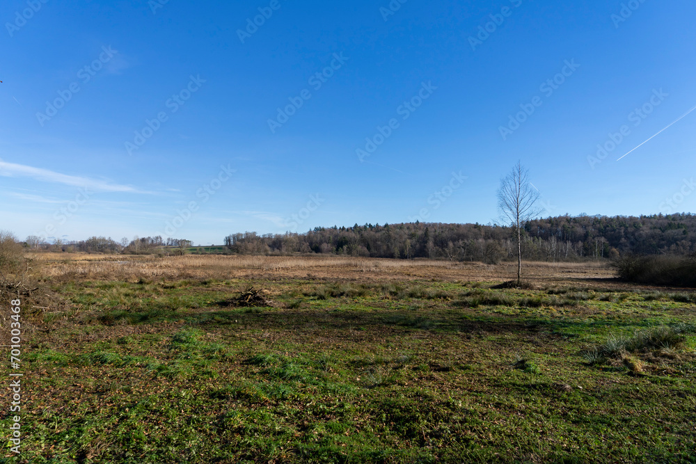 wide landscape with a field and forest in background in autumn