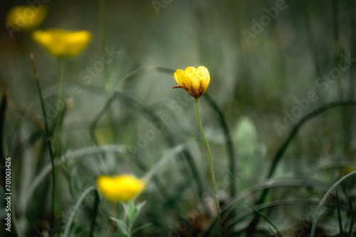 Petites fleurs jaune du printemps