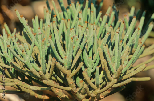 Euphorbia arbuscula photo