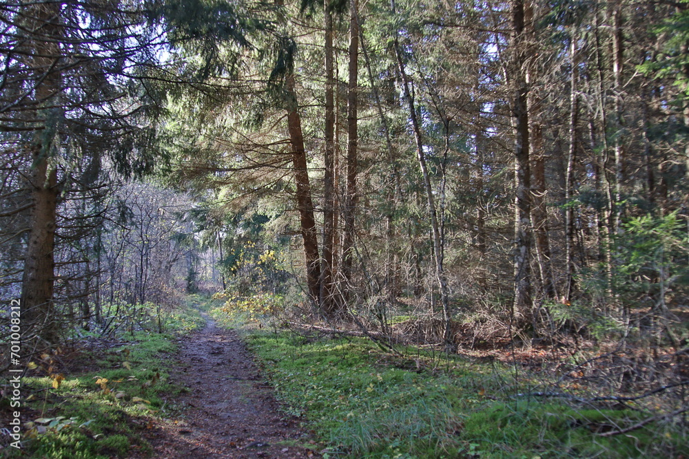 Obraz premium footpath in the forest