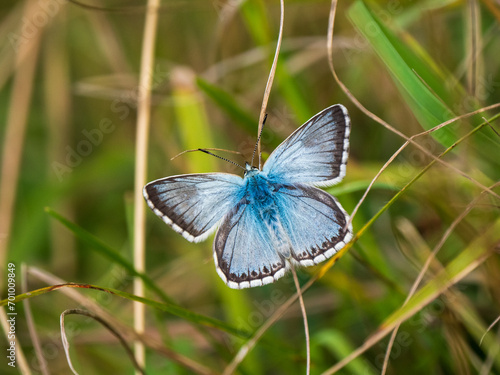 Chalkhill Blue Butterfly . Wings Open.