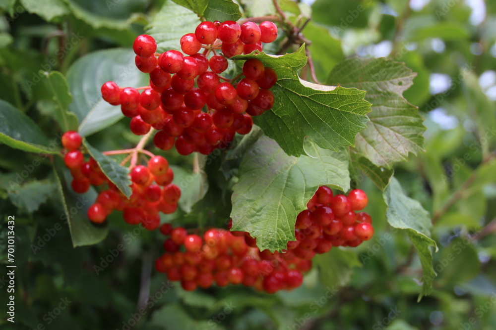 red currant berries red currant berries