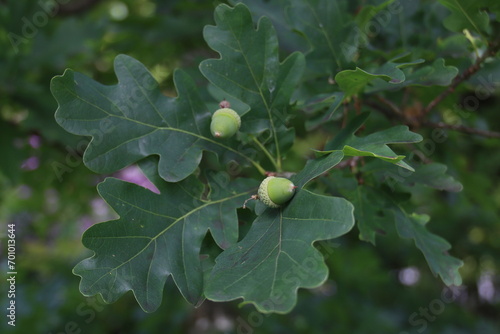 acorns on a tree