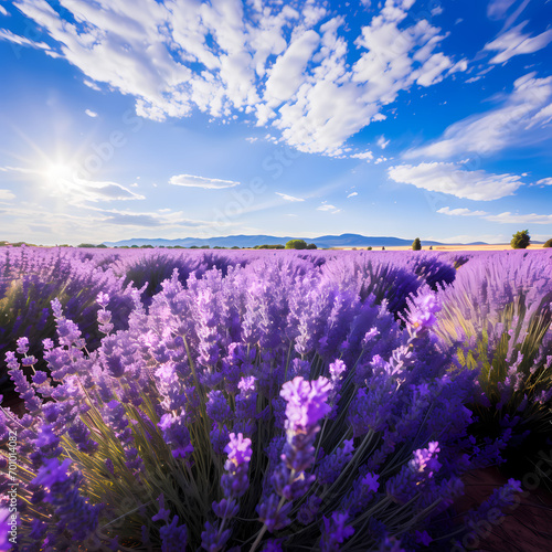 A field of lavender in full bloom.