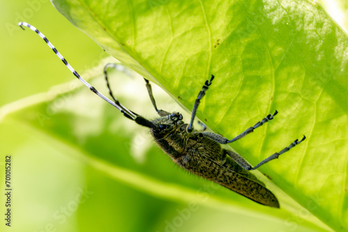 A golden-bloomed grey longhorn beetle on a leaf in a Sussex garden photo