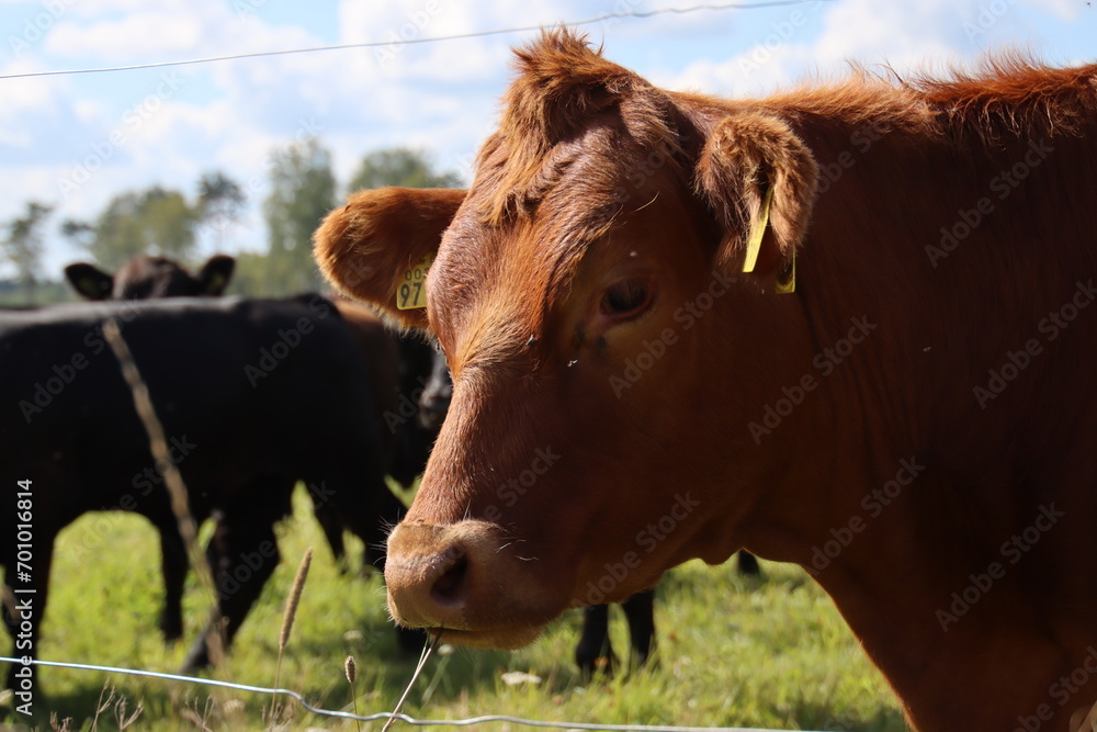 cow in the field cow in the field
