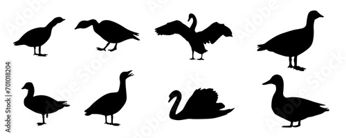 Fotografia Duck silhouettes collection