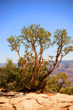 Brave Pinon Pine Tree Grand Canyon Arizona