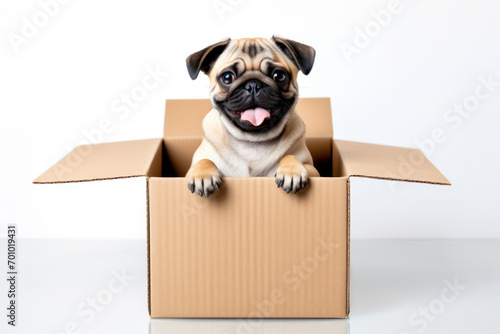 dog in a cardboard box
