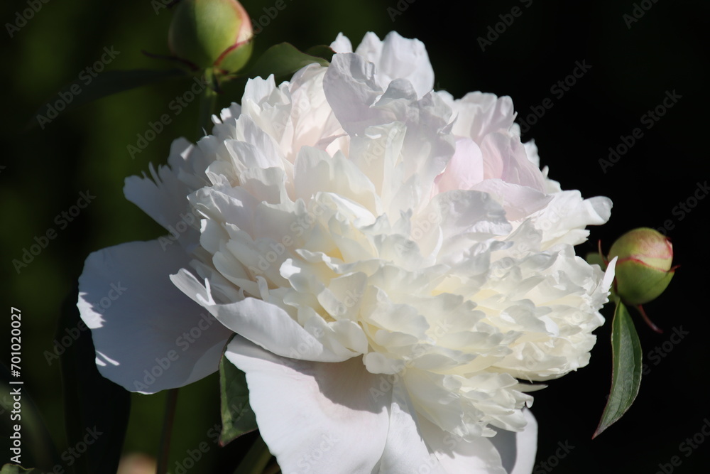 white peony flower white peony flower