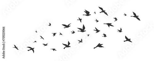 Collection of flying bird silhouettes. Collection of bird silhouettes. Isolated on White background photo