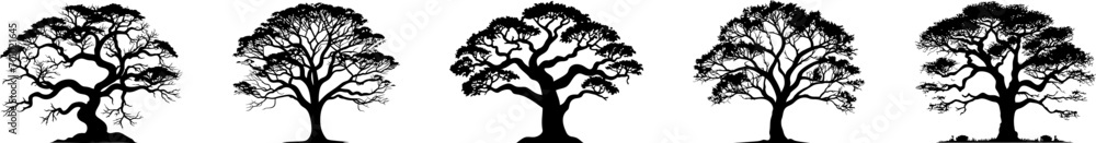 Fototapeta premium Tree silhouettes, vector, conifers, etc.