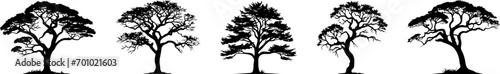 Tree silhouettes, vector, conifers, etc.