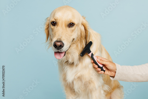 Close up professional female hand hold grooming brush trimming her cute best friend golden retriever dog at salon isolated on plain pastel light blue background studio. Take care about pet concept. photo