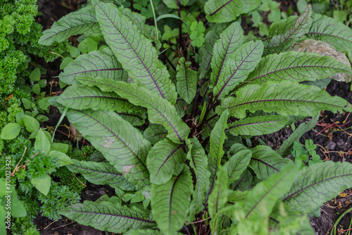 Obraz na plátně Rumex sanguineus, docks and sorrels, genus Rumex L