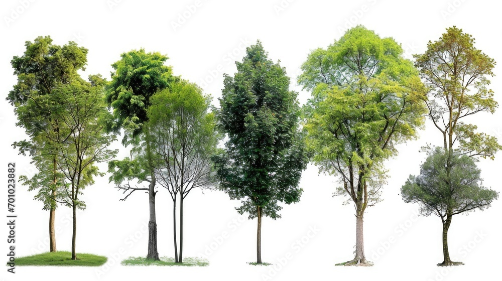 A group of trees standing in the grass. Can be used as a background image or for nature-themed projects A group of trees standing in the grass. Can be used as a background image or for nature-themed projects
