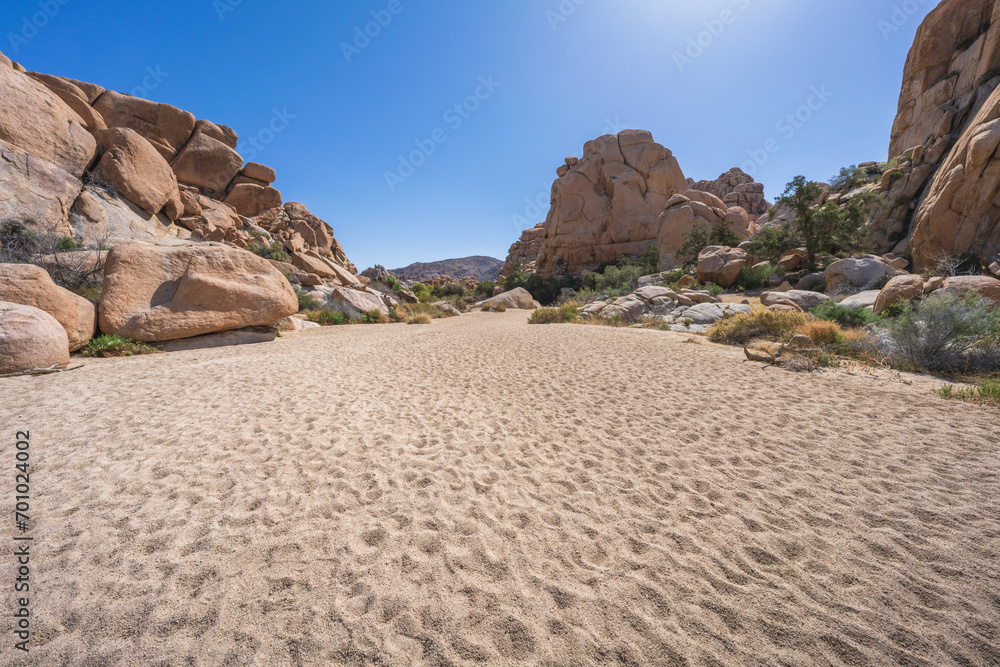 hiking the lost horse mine loop trail in joshua tree national park, california, usa