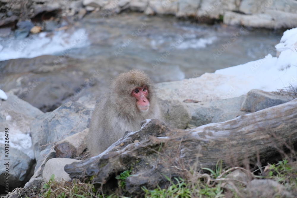 長野県山ノ内町 地獄谷野猿公苑のニホンザル Japanese macaque monkeys in Jigokudani Monkey Park, Yamanouchi Town, Nagano Prefecture 長野県山ノ内町 地獄谷野猿公苑のニホンザル Japanese macaque monkeys in Jigokudani Monkey Park, Yamanouchi Town, Nagano Prefecture
