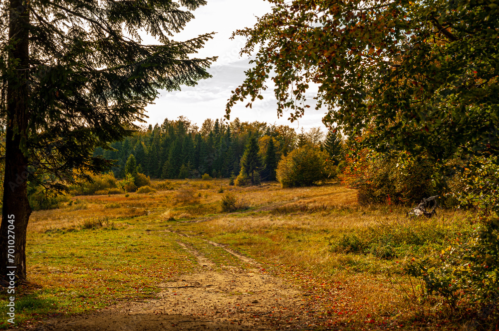 Autumn forest, Beskid Sądecki, Lesser Poland, EU, Jesienny las, Beskid Sądecki, Małopolska, EU Autumn forest, Beskid Sądecki, Lesser Poland, EU, Jesienny las, Beskid Sądecki, Małopolska, EU