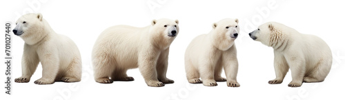 Set of Polar bear multi pose, isolated on transparent or white background photo