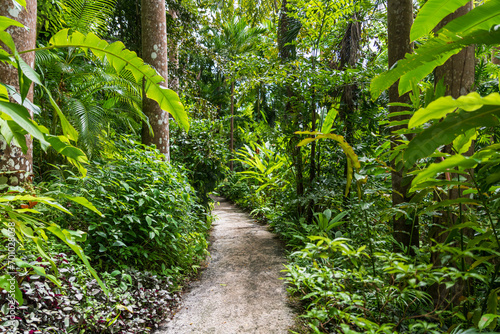 Flower Forest Botanical Garden, Barbados: thick and lush tropical vegetation walking inside the forest. photo