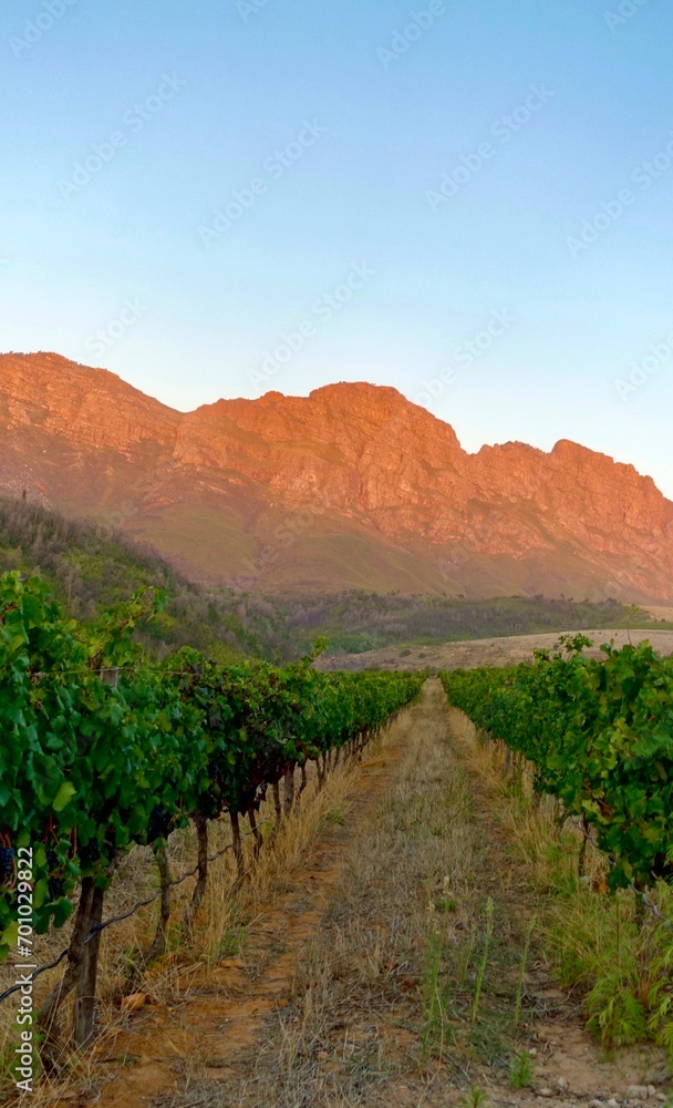Obraz premium Vineyard