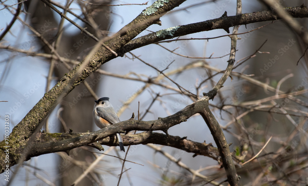 Tufted Titmouse Tufted Titmouse