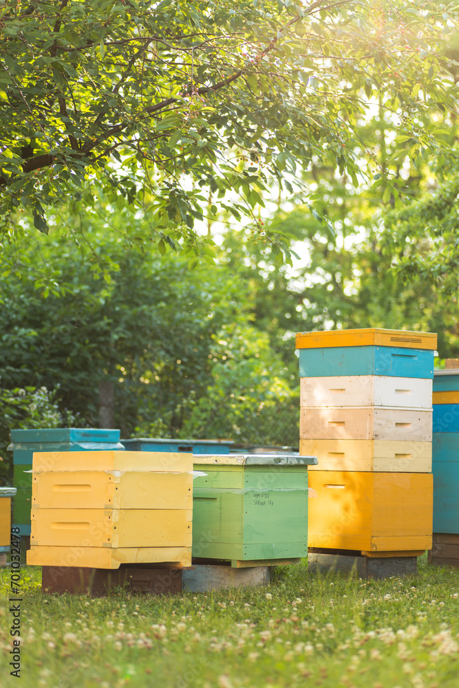 Bees at old hive entrance. Bees returning from honey collection to yellow hive. Bees at entrance. Honey-bee colony guards hive from looting honeydew. bees return to beehive after honeyflow. Copy space Bees at old hive entrance. Bees returning from honey collection to yellow hive. Bees at entrance. Honey-bee colony guards hive from looting honeydew. bees return to beehive after honeyflow. Copy space