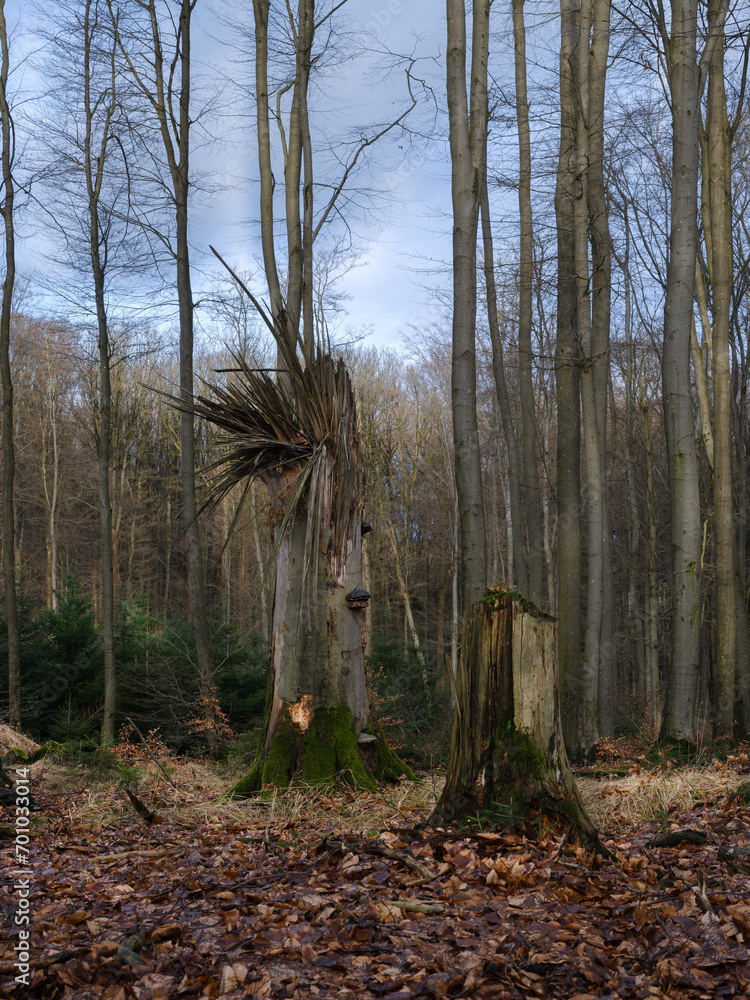 Alter Buchenstumpf, durch Sturm abgebrochen Alter Buchenstumpf, durch Sturm abgebrochen