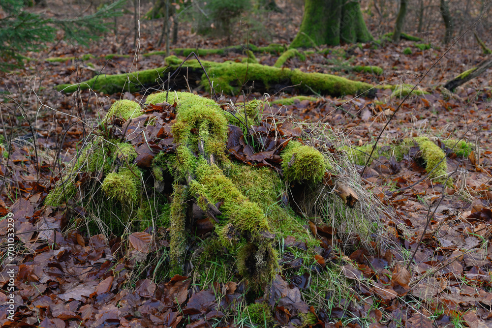 Alter Wurzelstock einer Buche mit Moos bewachsen im Wald Alter Wurzelstock einer Buche mit Moos bewachsen im Wald